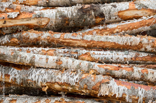 Fototapeta Naklejka Na Ścianę i Meble -  Birch round logs stacked in pile