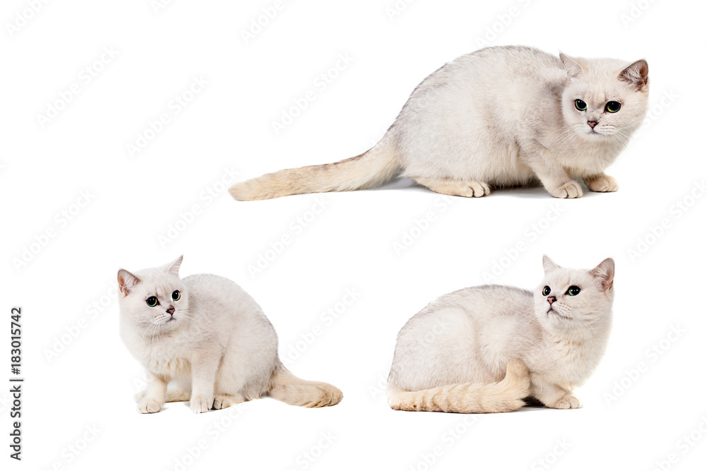 Φωτογραφία light gray short-haired cat thoroughbred burmilla isolate on white background wi