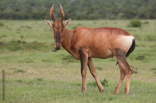 Red Hartebeest Antelope with Large Horns