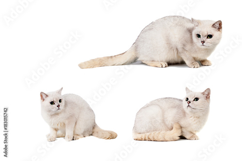 Fotografie light gray short-haired cat thoroughbred burmilla isolate on white background wi