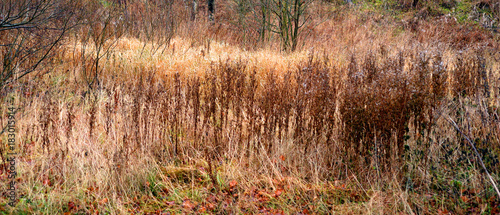 Dry autumn grass.