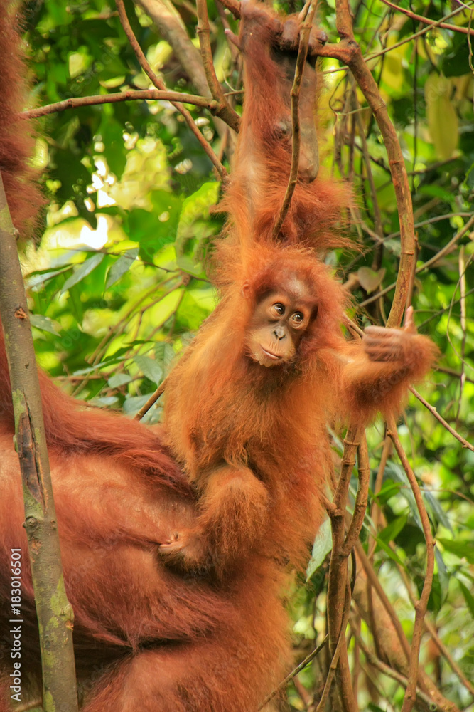 Naklejka premium Baby Sumatran orangutan next to its mother n Gunung Leuser National Park, Sumatra, Indonesia