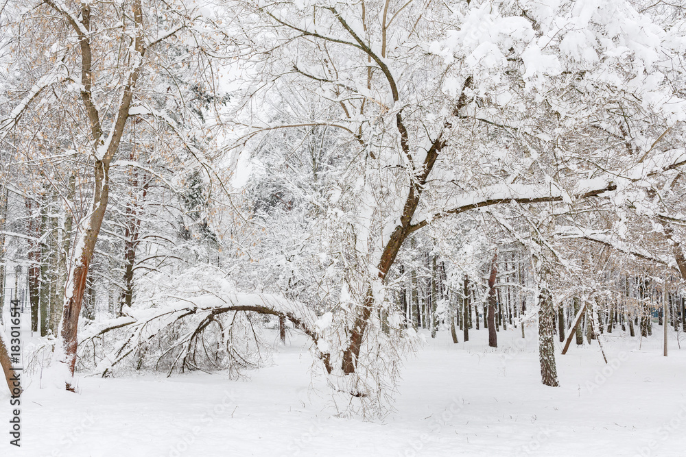 The tree fell during the heavy snowfall in the city Park. Trees after a heavy snowfall. The snow is white and fluffy The tree fell during the heavy snowfall in the city Park. Trees after a heavy snowfall. The snow is white and fluffy