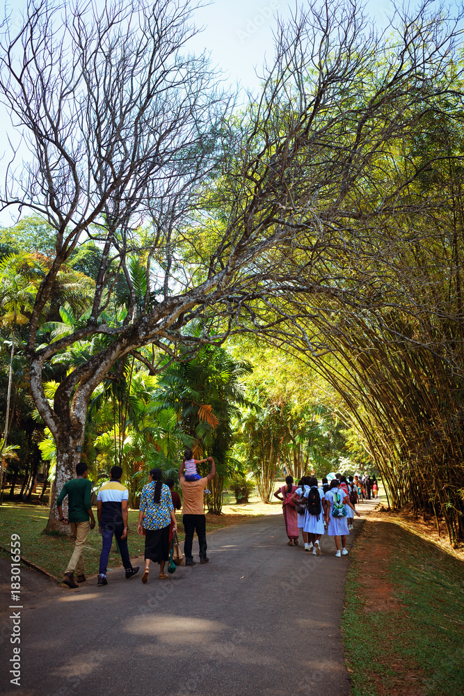 Palm tree alley in Royal Botanic King Gardens. Peradeniya. Kandy. Sri Lanka.