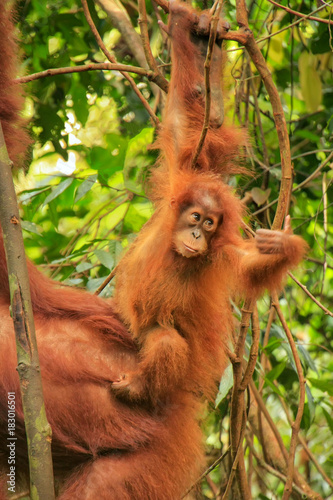 Baby Sumatran orangutan next to its mother n Gunung Leuser National Park, Sumatra, Indonesia © donyanedomam