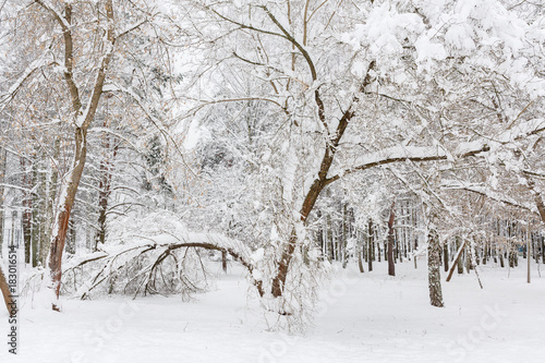 Wallpaper Mural The tree fell during the heavy snowfall in the city Park. Trees after a heavy snowfall. The snow is white and fluffy Torontodigital.ca