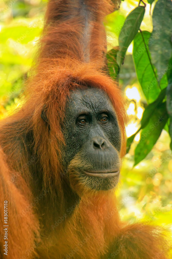 Portrait of a female Sumatran orangutan in Gunung Leuser National Park, Sumatra, Indonesia Portrait of a female Sumatran orangutan in Gunung Leuser National Park, Sumatra, Indonesia