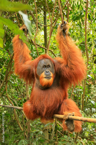 Male Sumatran orangutan (Pongo abelii) sitting on a bamboo in Gunung Leuser National Park, Sumatra, Indonesia