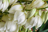 White Yucca filamentosa bush flowers,  other names include Adams needle, common yucca, Spanish bayonet, bear-grass, needle-palm, silk-grass, and spoon-leaf yucca