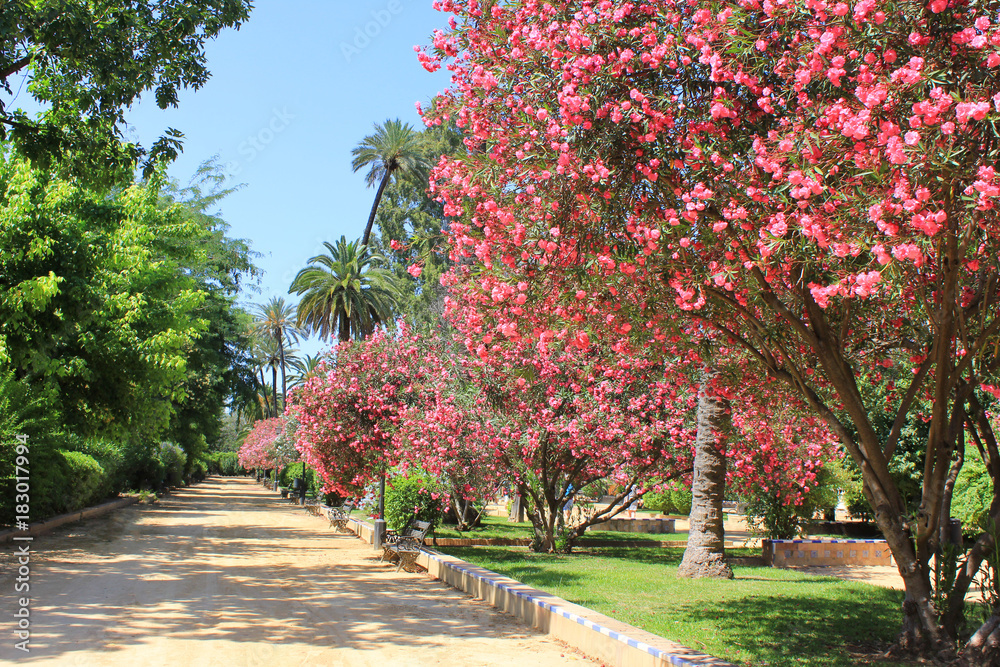 Jardines de Murillo (Murillo Gardens) in Alcazar of Seville, Spain. Outdoor Park Summer Scene with Blossom Bush Pink Azalea Flower Leaves, Palm Green Trees and Empty Alley Pathway in the Middle.