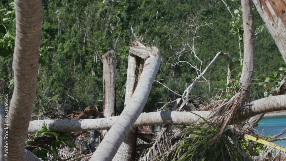 Palm trees cut in half by hurricane Irma, Maho Bay, St John Stock Video