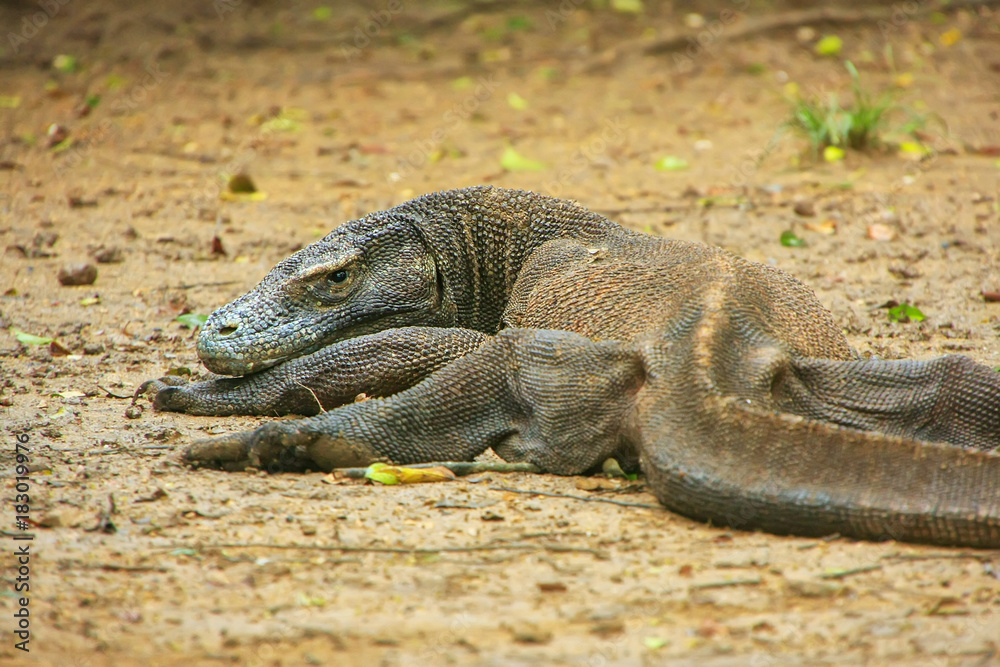 Komodo dragon lying on the ground on Rinca Island in Komodo National Park, Nusa Tenggara, Indonesia