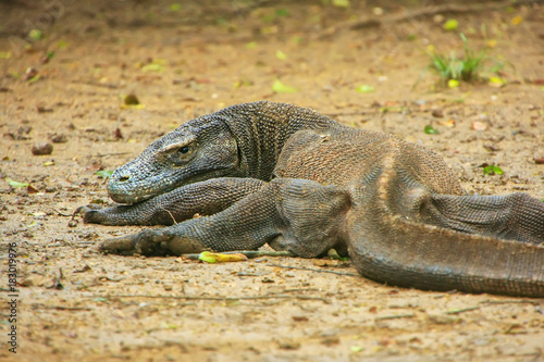 Komodo dragon lying on the ground on Rinca Island in Komodo National Park, Nusa Tenggara, Indonesia photo