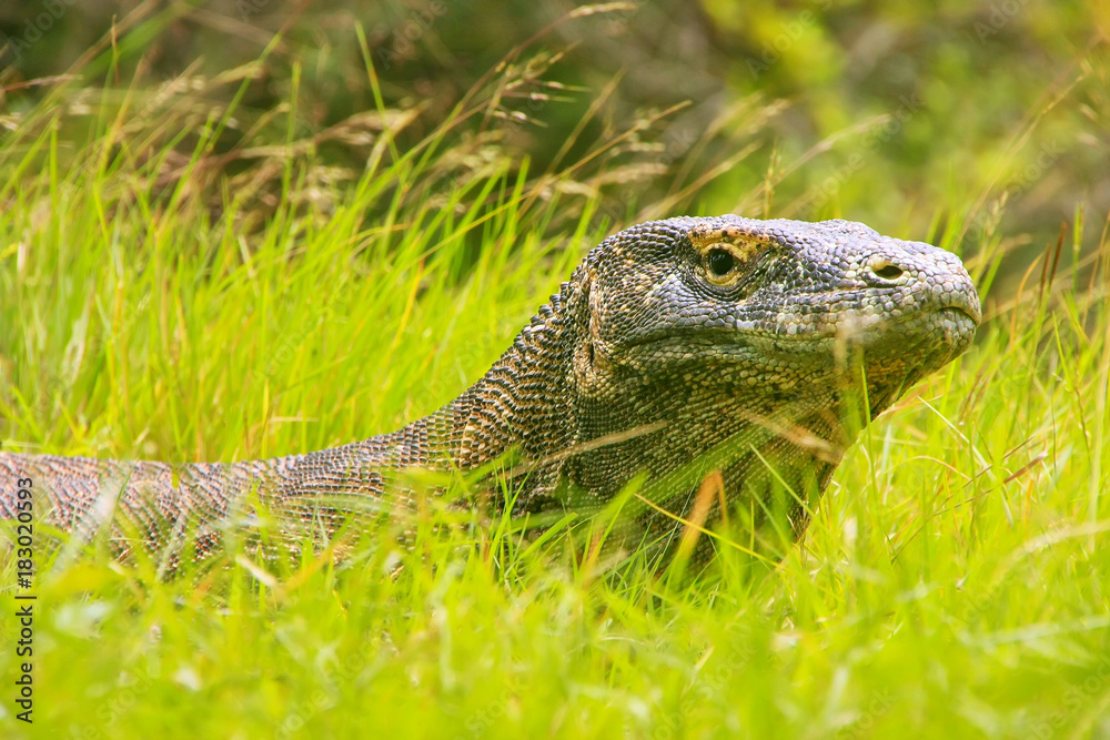 Obraz premium Portrait of Komodo dragon lying in grass on Rinca Island in Komodo National Park, Nusa Tenggara, Indonesia