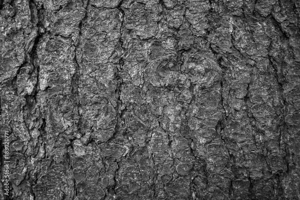 Close-up of an old spruce tree's bark texture background in black and white. Close-up of an old spruce tree's bark texture background in black and white.