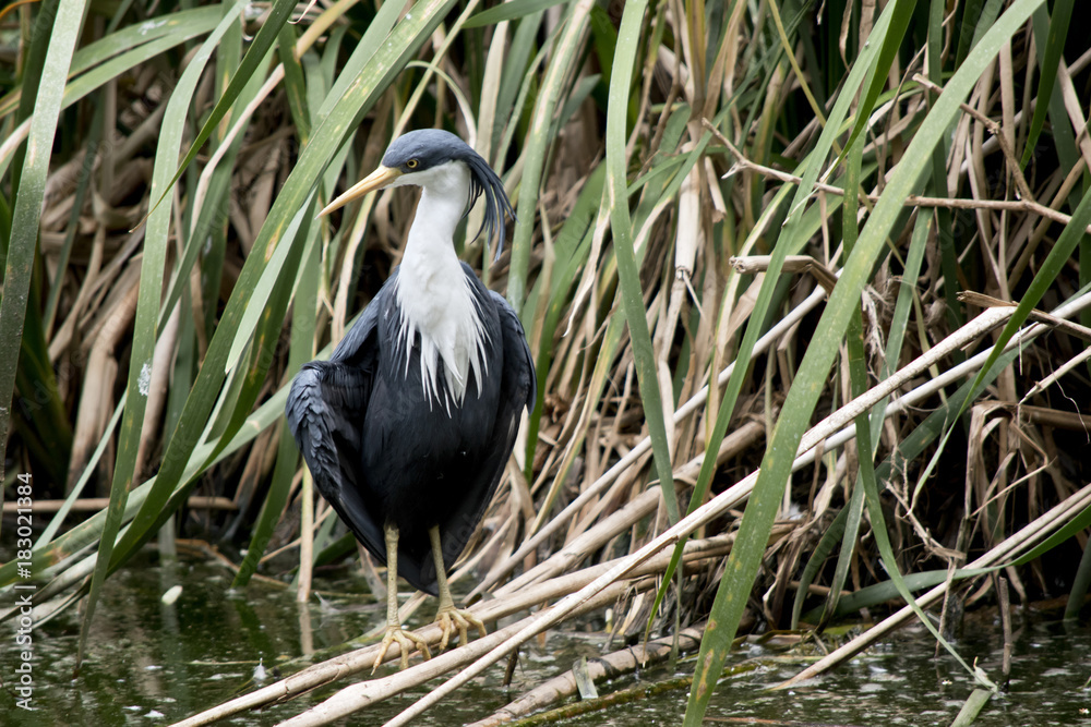 Fototapeta premium pied heron