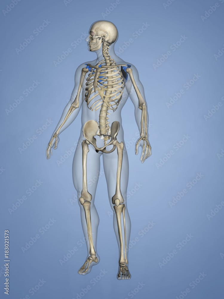 Scapula M-SKEL-SCAPULA 8, 3D Model Scapula M-SKEL-SCAPULA 8, 3D Model