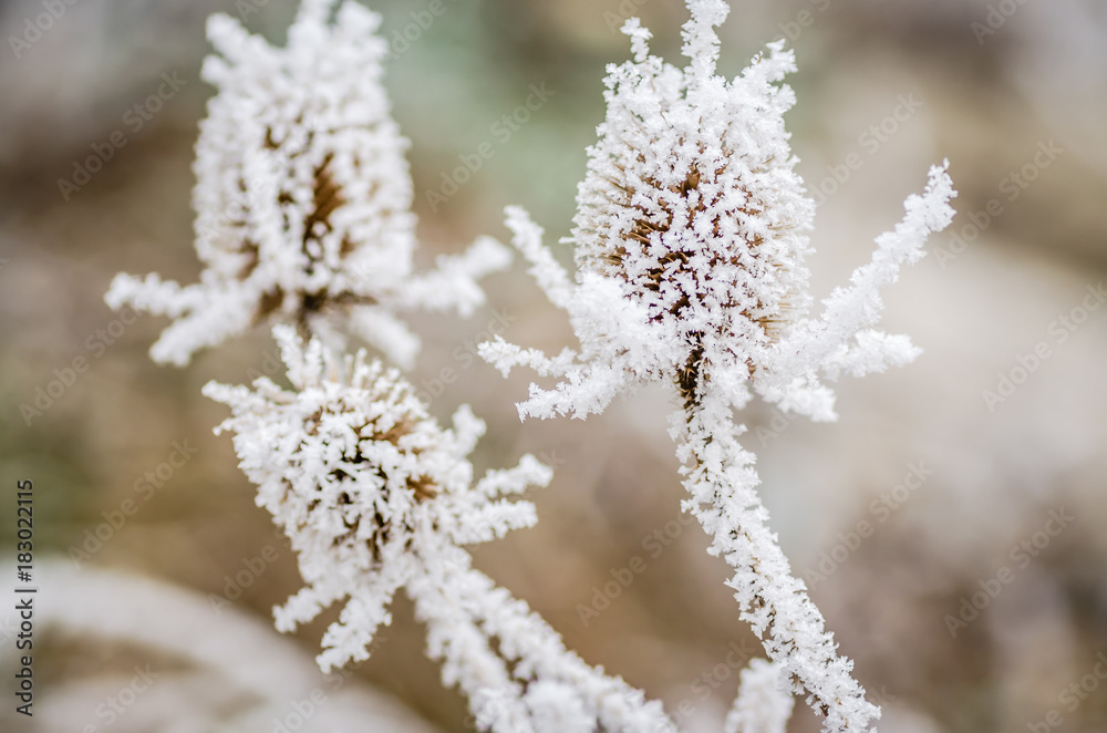 Dried thistle covered with snow 