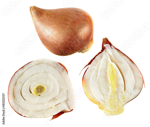 Fototapeta Naklejka Na Ścianę i Meble -  Structure of tulip bulb in the section. Tulip bulb isolated on white background