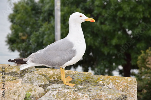 Seagull in Nessebar