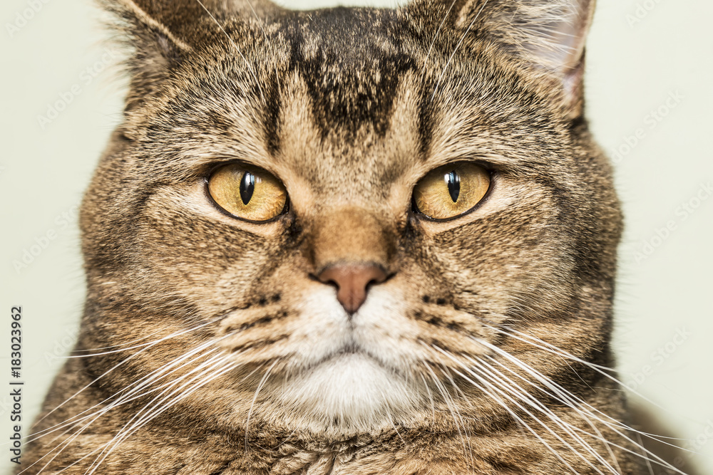 British shorthair cat cocky looking directly into the camera. Close-up. British shorthair cat cocky looking directly into the camera. Close-up.