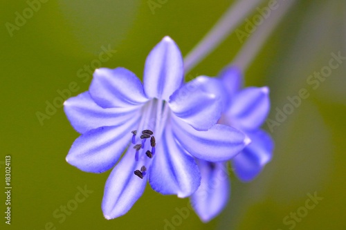 African Lily