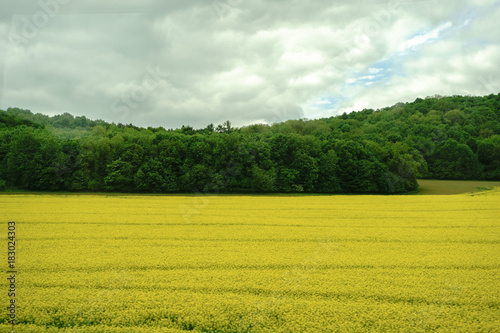 Yellow field