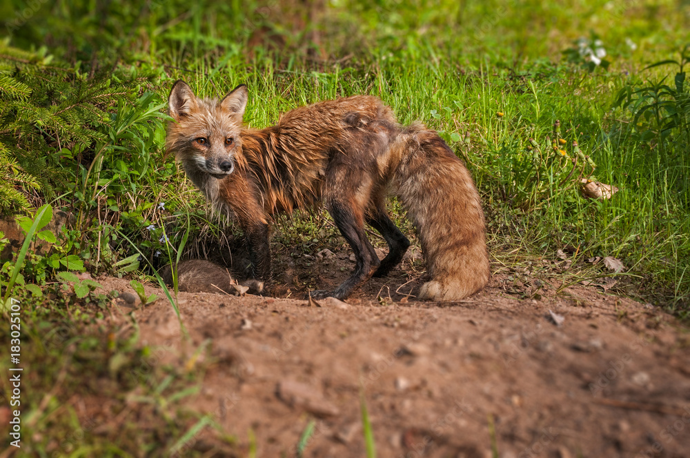 Red Fox (Vulpes vulpes) Vixen Looks Away From Den Red Fox (Vulpes vulpes) Vixen Looks Away From Den