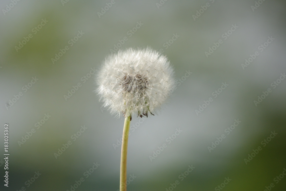 Naklejka premium Pusteblume oder Löwenzahn