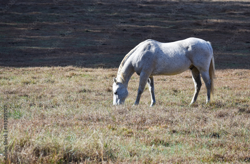White appaloosa horse grazing in open field White appaloosa horse grazing in open field