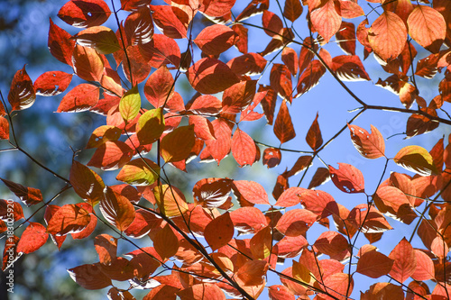 Close up of sunlight shining though translucent tree leaves or fall foilage.