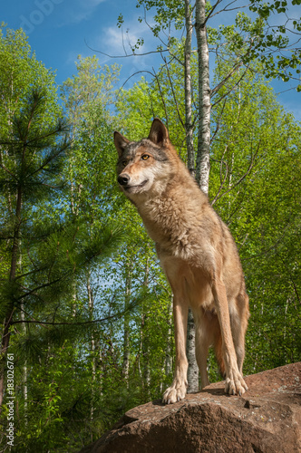 Grey Wolf (Canis lupus) Stands Atop Rock
