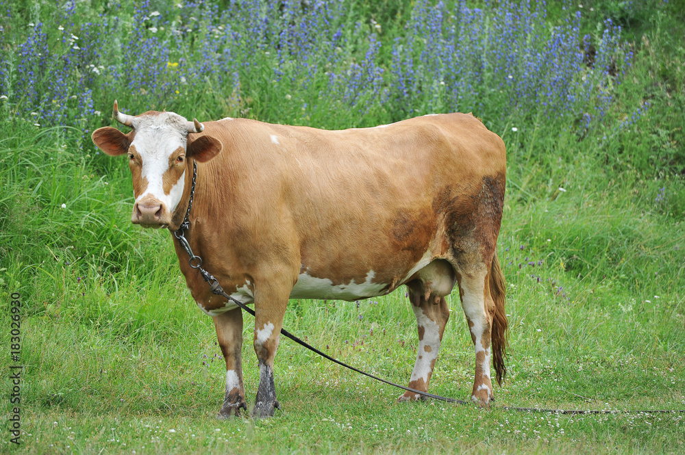 red cow with horns tethered grazing