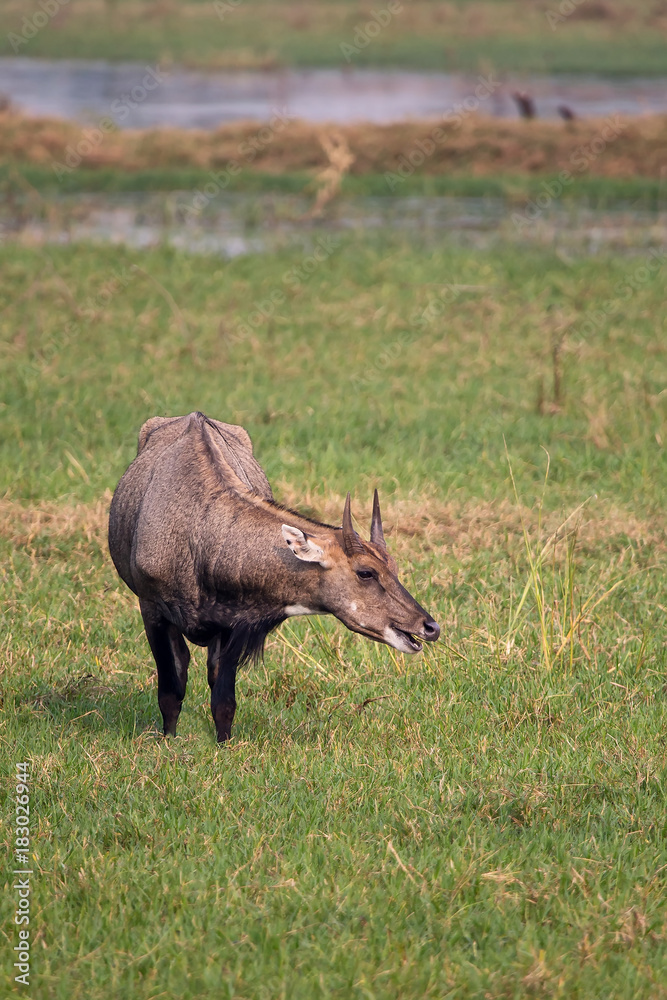 Fototapeta premium Male Nilgai (Boselaphus tragocamelus) standing in Keoladeo Ghana National Park, Bharatpur, India