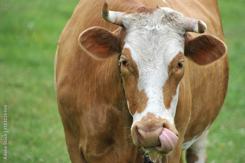 a red cow with horns on a leash a red cow with horns on a leash