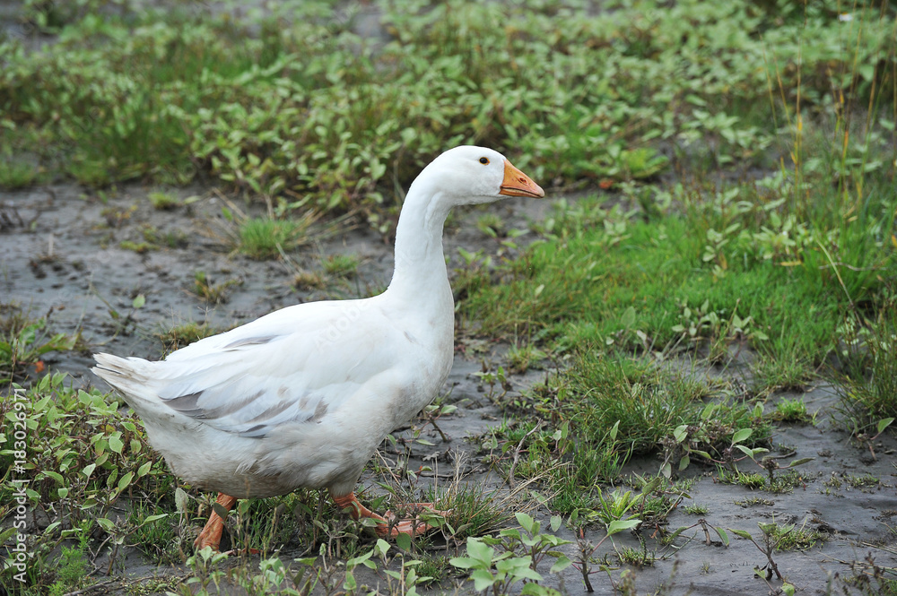 One goose goes to green meadow