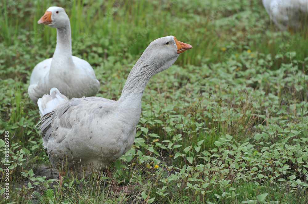 Gray domestic geese graze on a green meadow Gray domestic geese graze on a green meadow