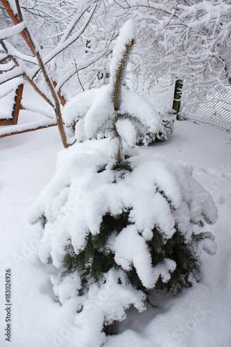 lots of snow on fir photo