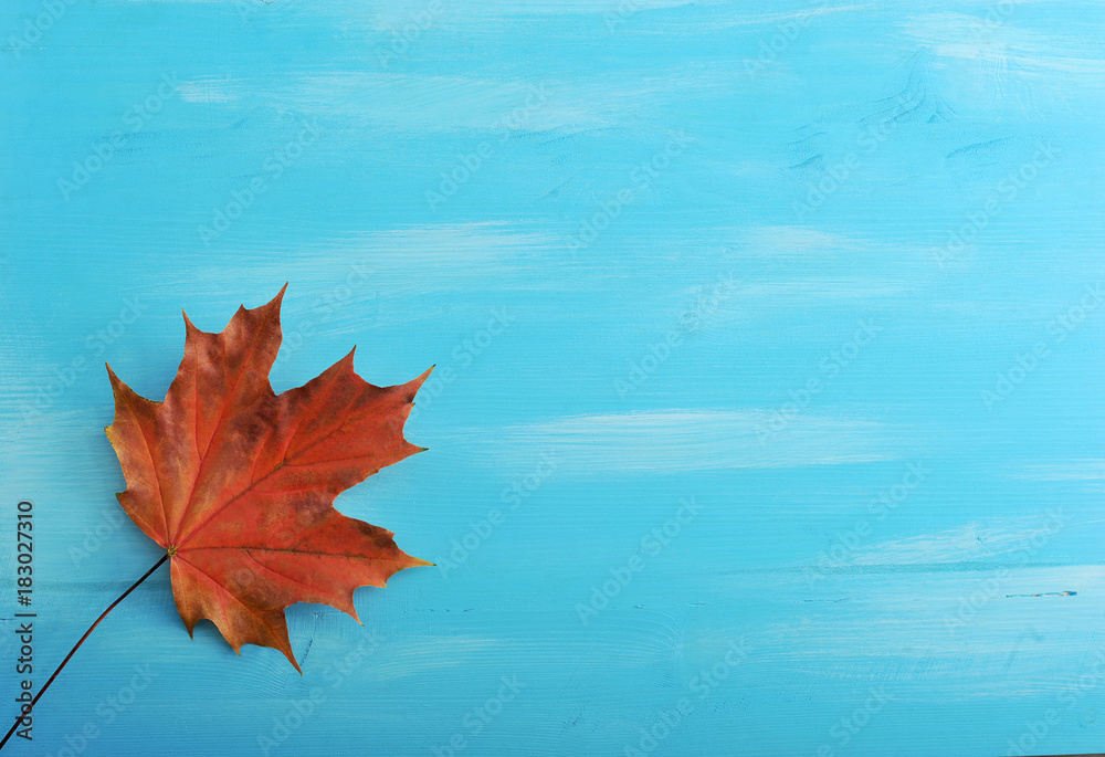 Single red Autumn maple leaf on a blue background Single red Autumn maple leaf on a blue background