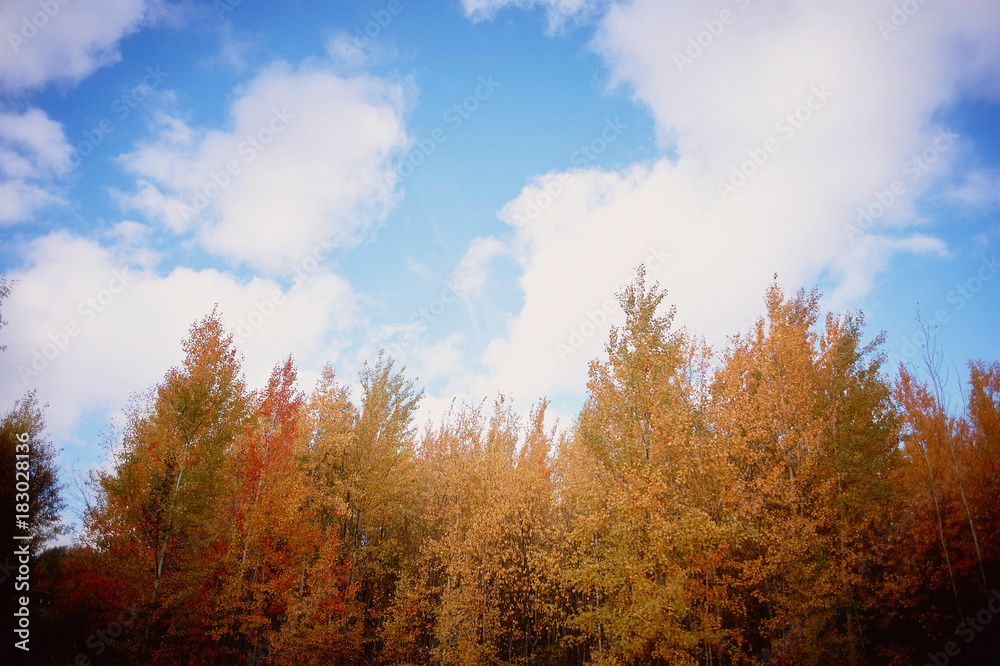 The tops of autumn trees on blue sky background. Nature