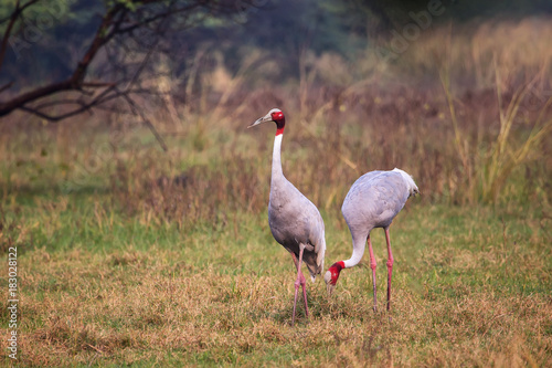 Sarus cranes  Grus antigone  in Keoladeo Ghana National Park  Bharatpur  Rajasthan  India