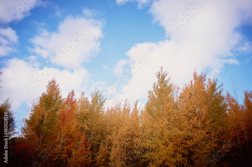 The tops of autumn trees on blue sky background. Nature