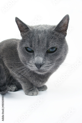 studio portrait of a beautiful grey cat on white background