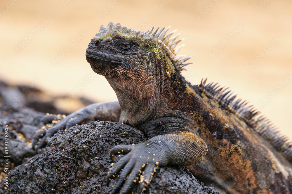 Naklejka premium Marine iguana on Santiago Island, Galapagos National Park, Ecuador
