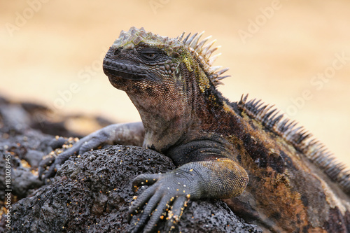 Marine iguana on Santiago Island  Galapagos National Park  Ecuador