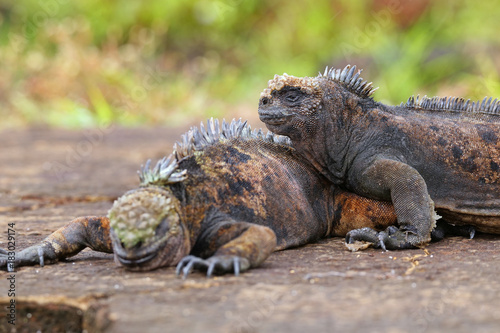 Marine iguanas on Santiago Island in Galapagos National Park, Ecuador