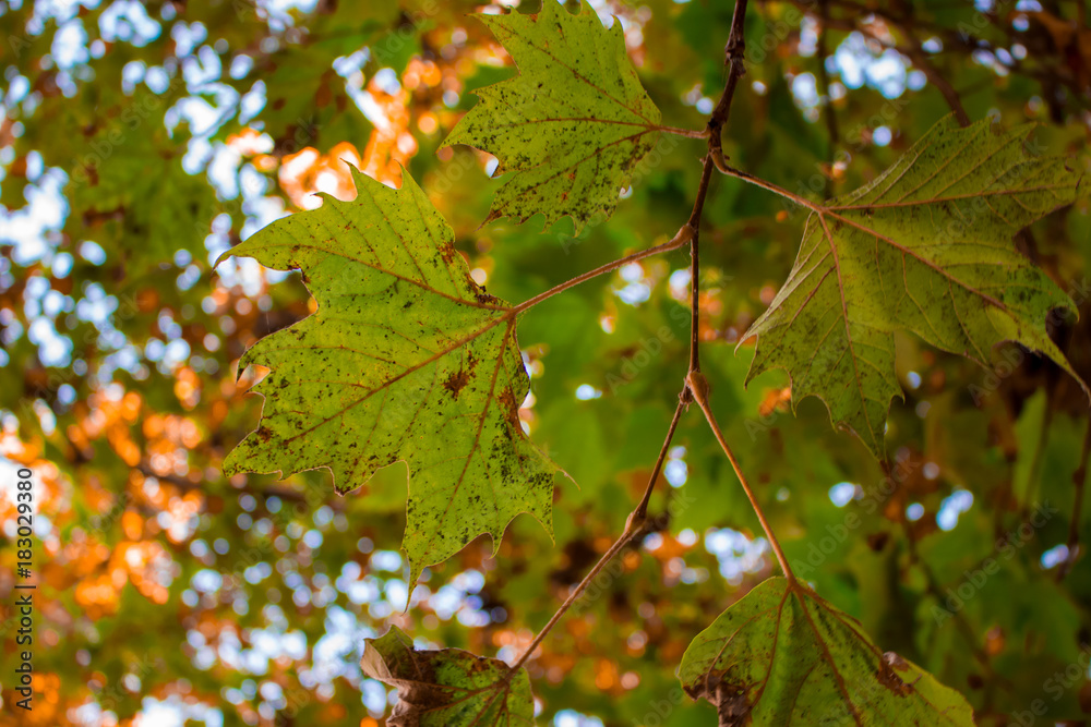 Maple leaf. Warm autumn with yellowed leaves in Spain.