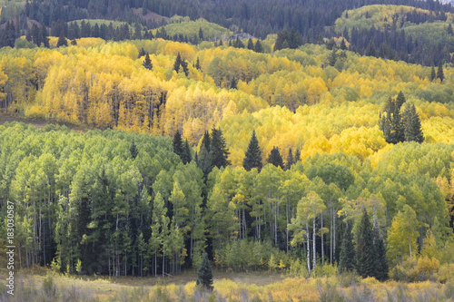 Aspen trees Kebler Pass Colorado in Fall