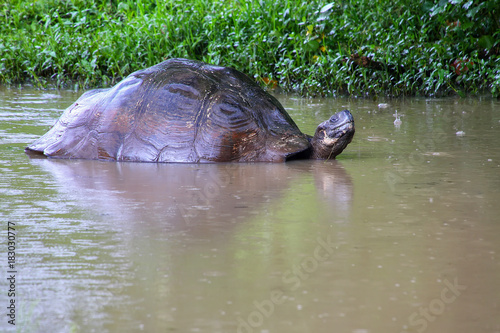 Galapagos giant tortoise in a pond on Santa Cruz Island in Galapagos National Park, Ecuador.