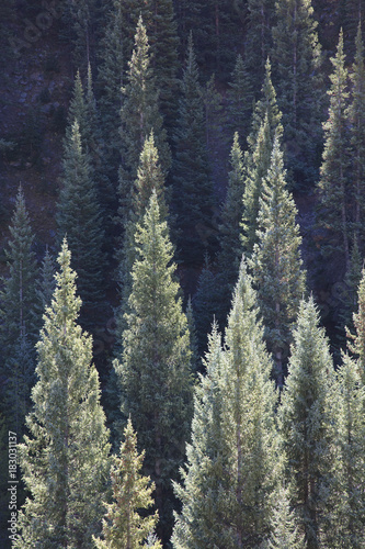 Side lit spruce & fir trees in Kebler Pass, near Crested Butte Colorado United States of America